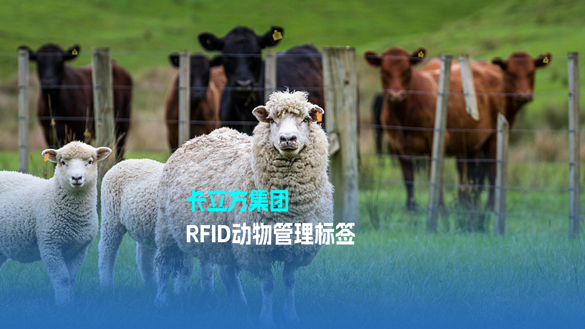 卡立方集團(tuán)RFID動物管理標(biāo)簽 科技賦能現(xiàn)代畜牧業(yè)新篇章